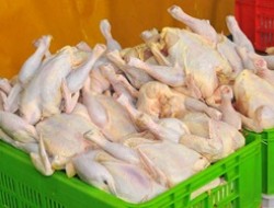 توزیع مرغ برای شکستن قیمت‌ها در بازار/ مرغ را می‌توانید 5100 تومان بخرید