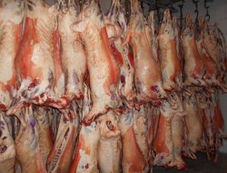 توزیع گوشت گرم دولتی در بازار ادامه دارد/قیمت رو به کاهش است