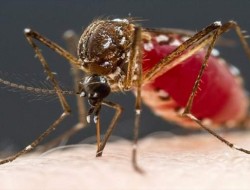 خون انسان برای پشه‌ها چه طعمی دارد؟