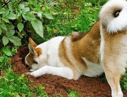 چرا سگ‌ها استخوان‌ را دفن می‌کنند؟