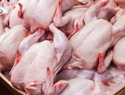 توزیع ۱۱۰ تن گوشت مرغ در کرمانشاه