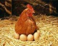 دنیا به خاطر مرغ ما را مسخره می‌کند!