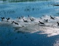 تصاویری شگرف از حیات وحش آفریقا  <img src="/images/picture_icon.gif" width="16" height="13" border="0" align="top">