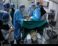تصاویر/ جراحی پلنگ خرم آباد  <img src="/images/picture_icon.gif" width="16" height="13" border="0" align="top">