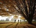 تصاویری از پاییز زیبا  <img src="/images/picture_icon.gif" width="16" height="13" border="0" align="top">