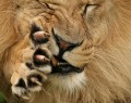 حیات وحش افریقا  <img src="/images/picture_icon.gif" width="16" height="13" border="0" align="top">
