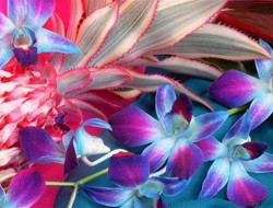 عجیب ترین گل های جهان