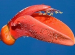 گلی از درخت مرجانی خنچه (erythrina crista-galli)