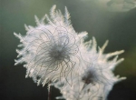 گل ریش پیرمرد (Clematis vitalba)