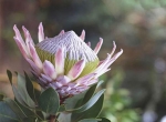 پروتیا (Protea)