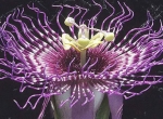 پاسیفلورا سراتیفولیا (Passiflora-serratifolia)