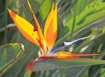 مرغ بهشت (Strelitzia reginae)
