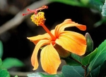 شکوفه کولیو (Hibiscus kokio saintjohnianus)