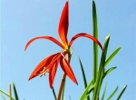 سوسن آزتک، بومی مکزیک