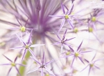 ستاره پرشیا (Allium cristophii)