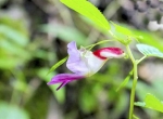 بلسان یا گل طوطی