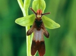 ارکیده مگسی (Ophrys insectifera)
