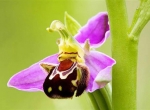 ارکیده زنبوری (Ophrys apifera)