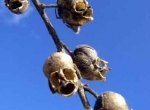گل میمون