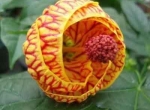 گل فانوس چینی