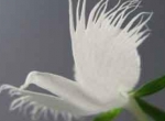 گل ارکید «مرغ ماهیخوار سفید»