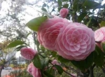 درخت و گل کاملیا ژاپنی