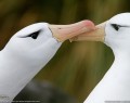 این تصاویر زیبا را ببینید!  <img src="/images/picture_icon.gif" width="16" height="13" border="0" align="top">