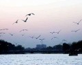 زاینده رود میزبان پرندگان مهاجر