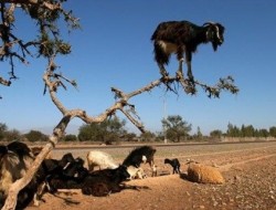 دنیای دیدنی بزها!