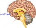 مغز چگونه ترس را شناسایی می‌کند؟