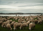 چوپان اسپانیایی که گوسفند های خود را به نزدیکی یک برکه به چرا برده است.