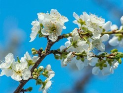 شکوفه‌های بهاری تبریز، شیراز و خوزستان
