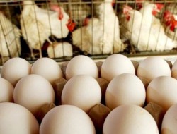 واردات هفتگی ۳ تا ۵ میلیون تخم‌مرغ نطفه‌دار گوشتی/ مرغ مهرماه ارزان می‌شود