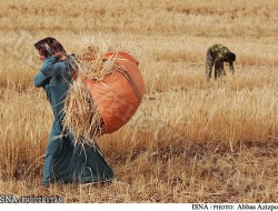 سرنوشت قیمت گندم چگونه رقم می‌خورد؟