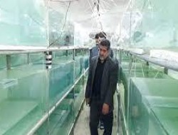 افتتاح طرح تکثیر و پرورش ماهیان زینتی  شهرستان کنگاور استان کرمانشاه به مناسبت هفته دولت